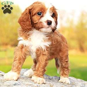Cowan, Cavapoo Puppy